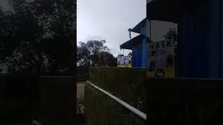 dog committed suicide #dog #animals #pets