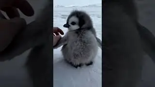 This is a happy little penguin#shorts #cute #adorable #pets #penguin #babyanimals  #cuteanimal