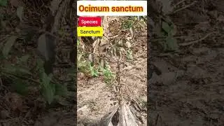 ocimum sanctum, taxonomy, normally known as holy basil, it is planted by san, and its number 00001👍.