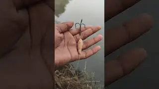 Three hook fishing tools🛠️ #fishing #bigcatfish #fish #fishingvideo #shorts