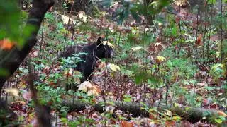 Black Bear Cub Foraging for Food