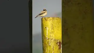 Cute Desert wheatear in winter morning #viralvideo #ytshorts