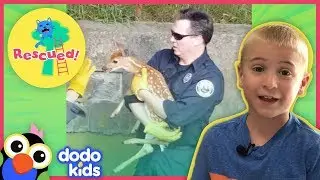 Neighbors Help Baby Deer Who Fell In A Ditch Find His Mom Again | Dodo Kids: Rescued!