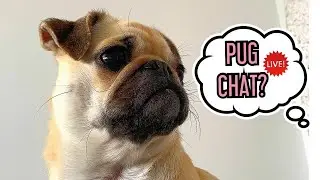 Pippy The Pug Live Chat For You | Self Isolation Vlog