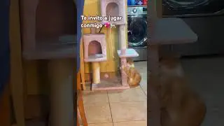 Juegas conmigo porfis #cat #gatos #gatuno #humorgatos #humorgatuno #catlovers #catlover