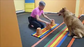 Trick Dog Champion Title (TDCH) - Rusty