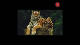 #Shorts #WorldTigerDay #CurrentAffairs #NetbookAcademy