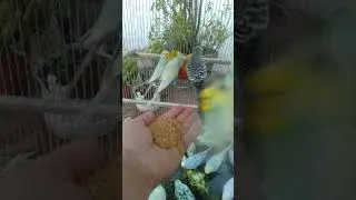 Peaceful Pet Bird Moment