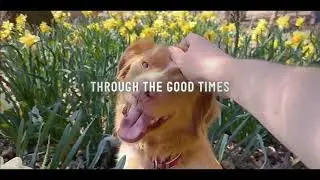 Good Boy trailer