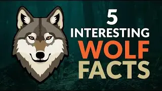 5 Crazy Wolf Facts You Never Knew!