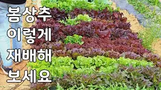 주말농장, 텃밭 초보자를 위한 '작물' 가이드#2/봄상추심기