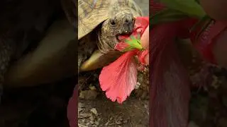 Черепаха ест цветы гибискуса. День 1 из 30 разных блюд за 30 дней. Индийская звёздчатая черепаха
