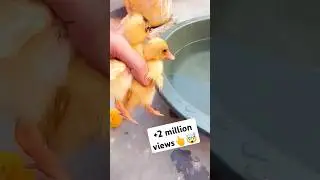 😲🦆 Baby ducks swimming first time 🦆🦆 #duck #ducks #duckbaby #babyduck #battakh #shorts #short #baby