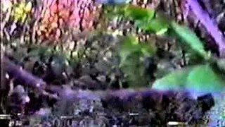 Sightings 1994 Bigfoot with Peter Byrne Scott Herriott and John Bindernagel