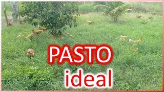 MELHOR PASTO para GALINHAS CAIPIRAS: forma&ccedil;&atilde;o ideal e pr&aacute;ticas importantes