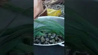 Cooking snail for eating #shorts