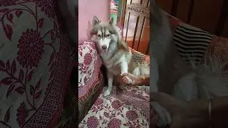 Mom scolding Hachiko | Funny dog😅🤣😂 #short #youtubeshorts #shorts