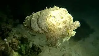 20251026 Tiaoman island night dive see giant cuttlefish