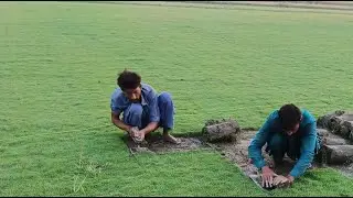 part  10 | Korean Fresh and Green Carpet Grass available | delivery to Lahore | Rana Grass farm