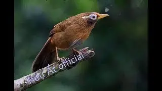 Họa mi mái già rừng xuy liên tục , kích trống nhanh lên lửa , nhành thuần