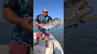 Bluefish IN ⬇️, Bluefish OUT⬆️!