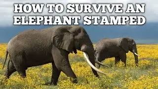 How To Survive An Elephant Stamped