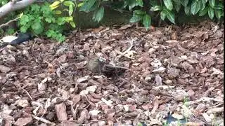 Baffidigatto, l'amica Merlina