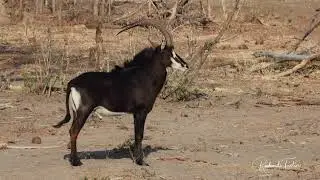 Sable Antelope
