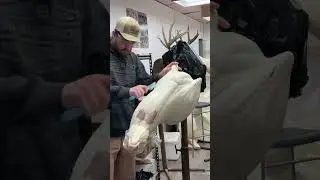 Mounting a deer #taxidermy #bowhunting #countrymusic #deer #grwm #howto #taxidermyart #howitsmade
