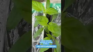 СОРТА ПЕРЦЕВ #огород #like #сорт #видео #дача #шортс#обзор#перец#семена#shorts#seeds#garden#new#top
