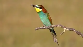 European Bee-eater Sound