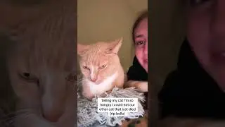 Part 27  #funny #cat#StoryTime