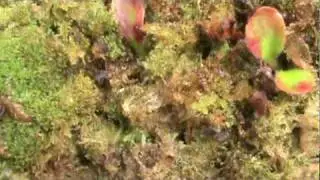 Albany Pitcher Plant Emerging in Spring
