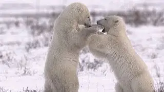 Polar Bears Of The Canadian Arctic SD
