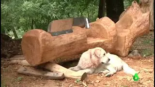 Convertir madera muerta en muebles con vida: la lucha de dos artistas para cuidar nuestros bosques