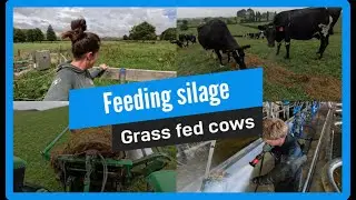 Feeding grazing cows silage in the paddock during summer dry spell - farming with the family