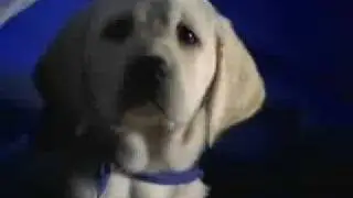 K9 Advantix Commercial Hello Mother Hello Father