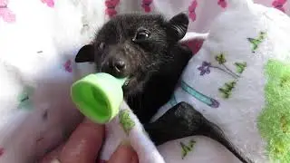Baby Jade Loses Her Mum To A Barbed Wire Fence