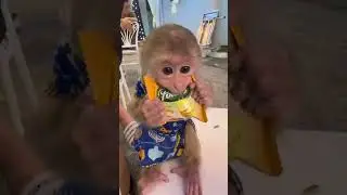 𝐏𝐚𝐫𝐭 𝟐𝟕𝟗 | 𝐁𝐚𝐛𝐲 𝐦𝐨𝐧𝐤𝐞𝐲 𝐃𝐚𝐯𝐢𝐝 🥰  #primiatemonkey #babyanimal #primatelove #babymonkey #cute #primate