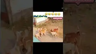 #🐶Dog fighting sound 🐕#