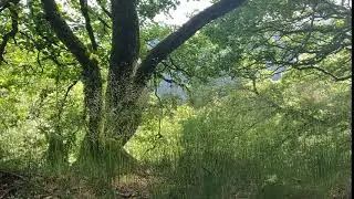 Grasses in wind//Graminee &icirc;n adierea v&acirc;ntului