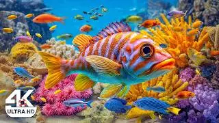 Amazing 4K Ocean World &ndash; Journey with Tropical Fish 🐟 through Colorful Coral Reefs