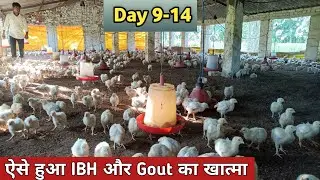 Poultry Day 9-14 | Ibh and Gout Finish | मुर्गी पालन का 9-14 दिन | Broiler Poultry Farming Day 9-14