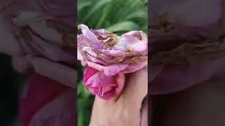 Roses 玫瑰花，正在绽放的和即将凋零的&hellip;&hellip; E1269
