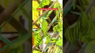 Best tea at ECR || Springbook cafe || Weekend vlog #shorts