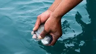 Conserving a Livelihood for Future Generations