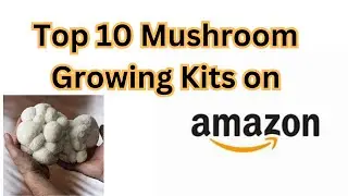 Top 10 Mushroom Grow Kits on Amazon