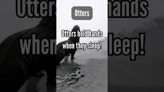 FunFact Short about Otters, #shorts #shortvideo #viralvideo #viral #shortsfeed #Otters #learning
