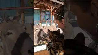 Our #cat meets a #donkey in #route66 🫏 #cats #catlover #vanlife #bengalcat #kitten #digitalnomad