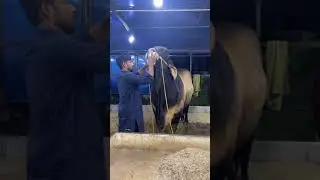 Grounding Qurbani Cow 2021 | Eid Ul Azha | Exclusive Goru Qurbani video | Qurbani Eid in Dhaka 2021